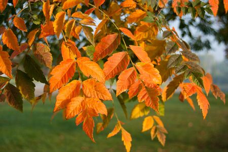 Delicate autumn leaves still on the treeの写真素材