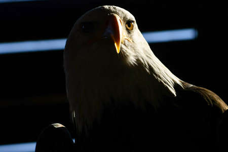 Portrait of a single bird of prey with a careful look of black and white plumage in dim light with sunlightの写真素材