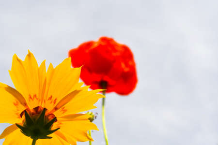 Close-up of a flower seen from below placed in the corner of the frame that has as its background another flower and the cloudy white skyの写真素材