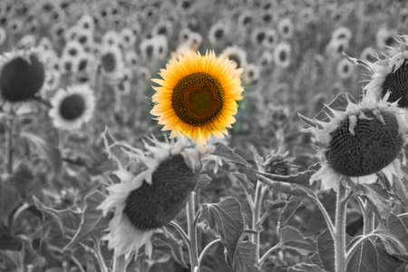 A single yellow colored flower in a sunflower field in bwの写真素材