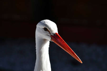 An orange-beaked stork illuminated by sunlight with a dark backgroundの写真素材