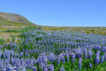 Lots of spontaneous blue flowers that cover part of the hillside in the summer during a sunny day in Iceland Northen of Europeの写真素材