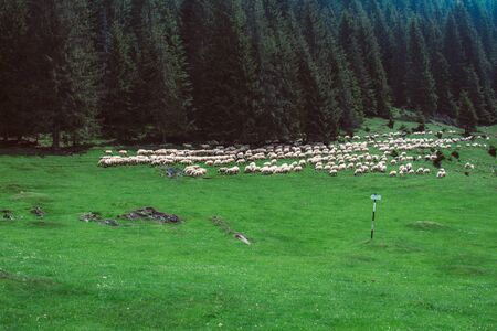 Sheeps in a herdの写真素材