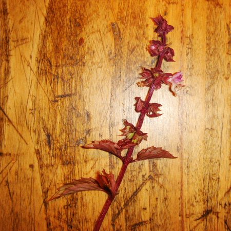 Red mint plantsの写真素材