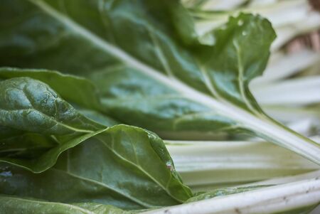 Chard leavesの写真素材