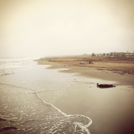 Marina di Ravenna, Italy - May 31, 2017 : View of Marina di Ravenna beachのeditorial素材