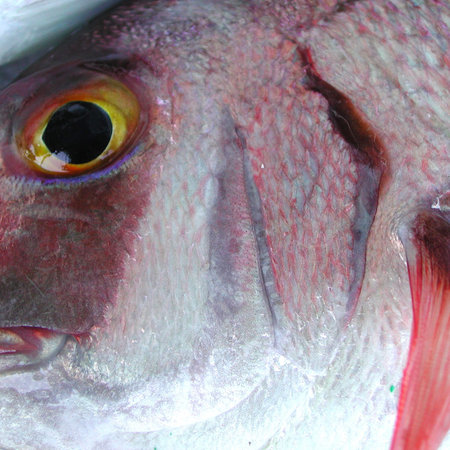 Lampedusa, Italy - September 02, 2002: Sea bream