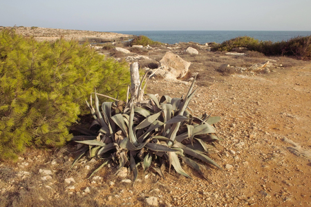 Lampedusa, Italy - July 30, 2008 : Lampedusa landscapeのeditorial素材
