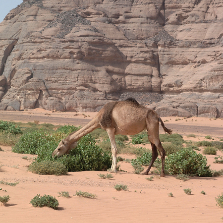 Ubari Desert, Libya - May 05, 2002 : Camelのeditorial素材