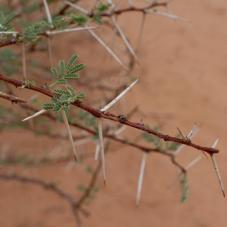 Ubari Desert, Libya - May 04, 2002 : Acaciaの写真素材