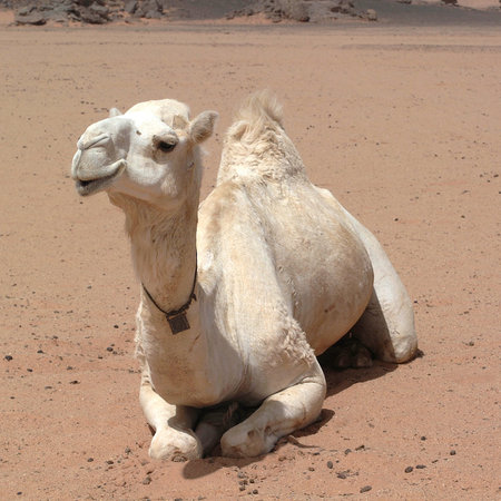 White camel in Awbari desert