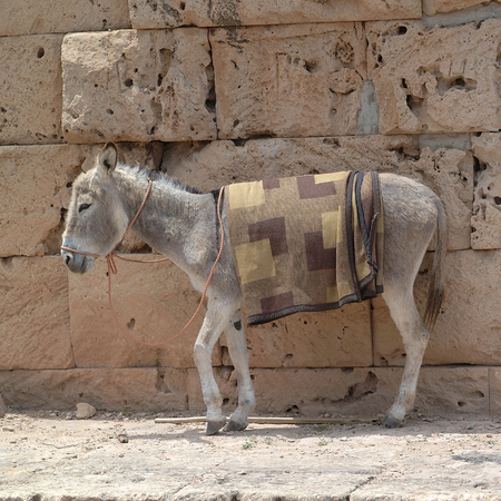 Donkey in Tolemaideの写真素材