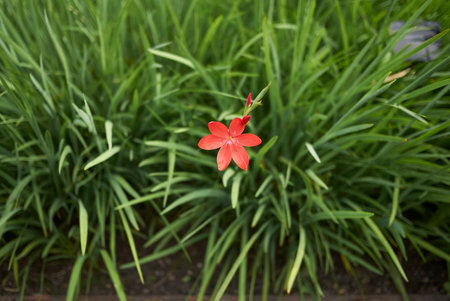 Hesperantha coccineaの写真素材