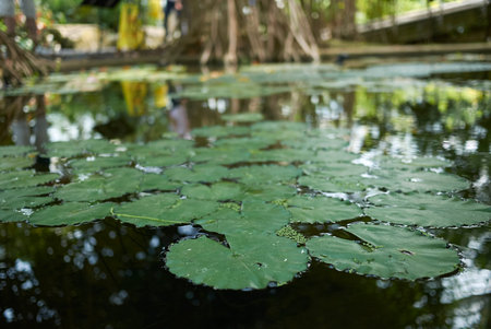 Waterlillyの写真素材