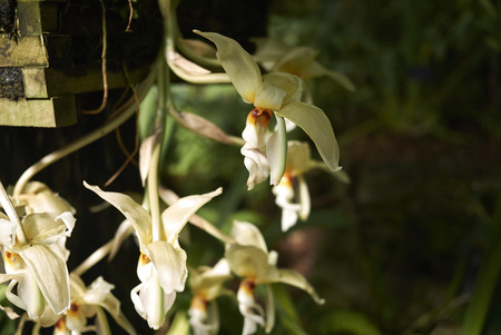 White orchids closeupの写真素材