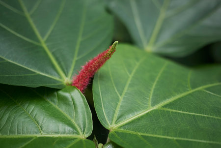Acalypha Hispida