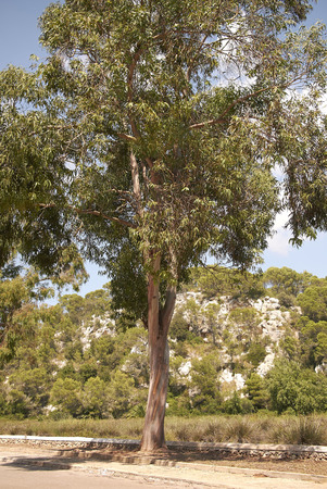 Minorca, Balearic Islands, Spain - September 05, 2013 : Eucalypt
us
のeditorial素材