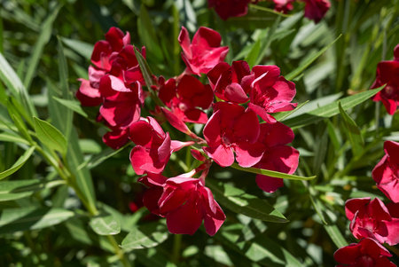 Red Oleander flowers