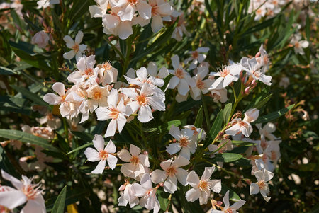Oleander