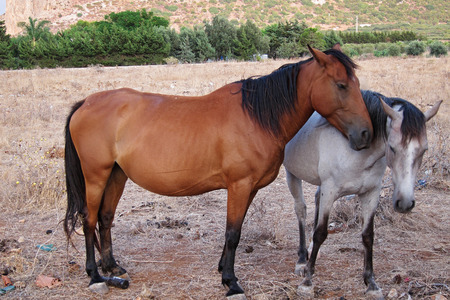 San Vito Lo Capo, Italy - August 27, 2011: Horsesのeditorial素材