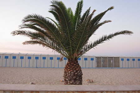 San Vito Lo Capo, Italy - August 27, 2011: Palm in the beach of San vito Lo Capoのeditorial素材