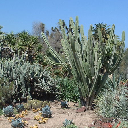 Pasadena, United States - March 21, 2003 : The Huntington Botanical Gardensのeditorial素材
