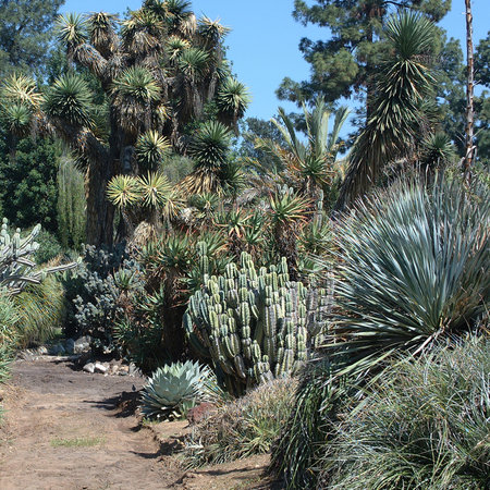 Pasadena, United States - March 21, 2003 : The Huntington Botanical Gardensのeditorial素材