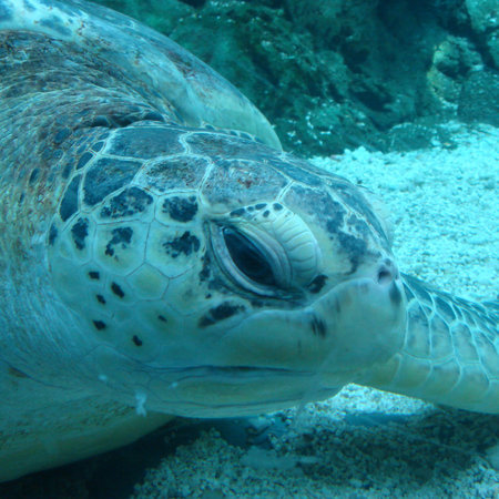 Marine turtle closeup
