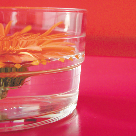 Orange gerberaの写真素材