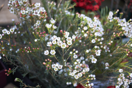 White Wax flowersの写真素材