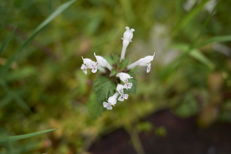 Lamium bifidum flowers