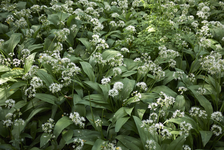 Allium ursinum white flowersの写真素材