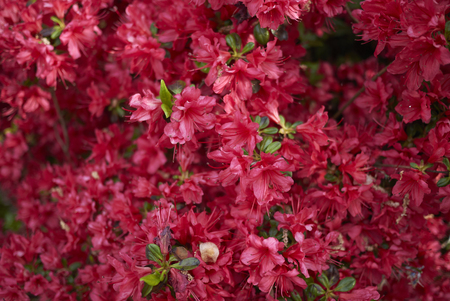 rhododendron azalea red flowersの写真素材