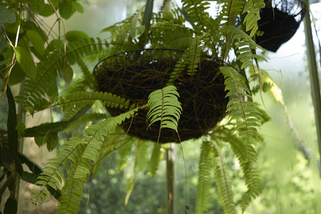 Fern plant closeupの写真素材