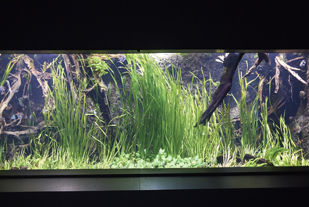 Copenhagen, Denmark - October 11, 2018 : View of a tank at National Aquarium Denmarkのeditorial素材