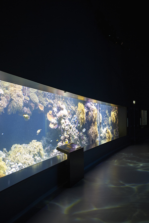 Copenhagen, Denmark - October 11, 2018 : View of the coral reef tanks National Aquarium Denmarkのeditorial素材
