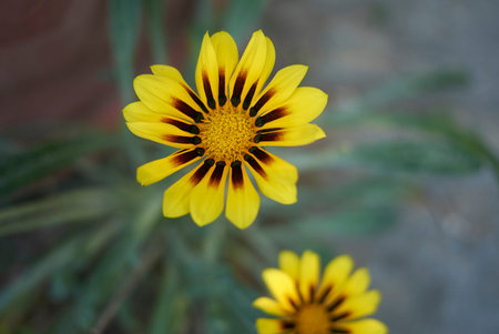 gazania yellow flower