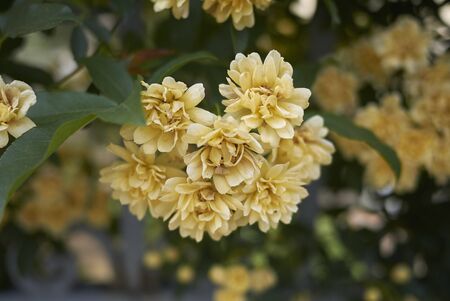 View of Rosa banksiae luteaの写真素材