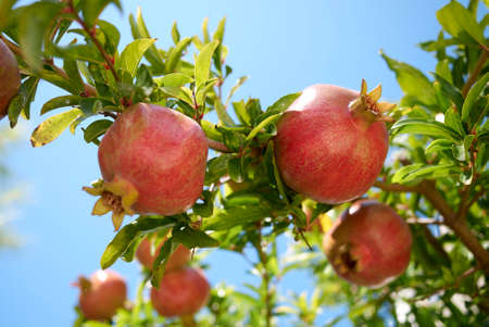 View of pomegranate on a branchの写真素材