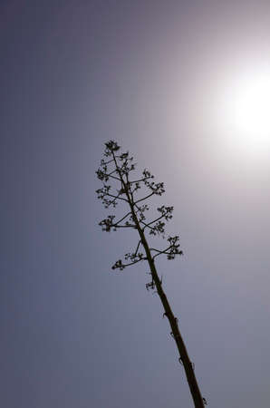 View of an agave flowerの写真素材