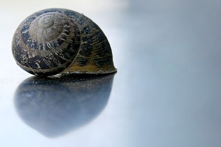 In the pictura a Land snailの写真素材