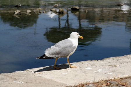 in the picture a seagullの写真素材
