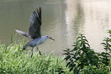 In the picture a bird on the flyの写真素材