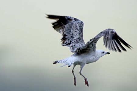 in the picture a seagull on the flyの写真素材