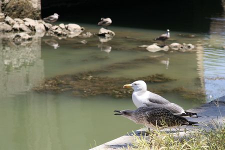 In the picture two bird の写真素材