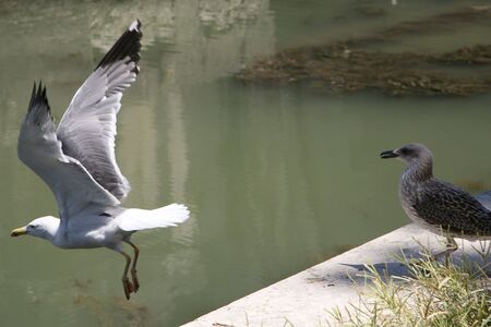 In the picture a bird on the flyの写真素材