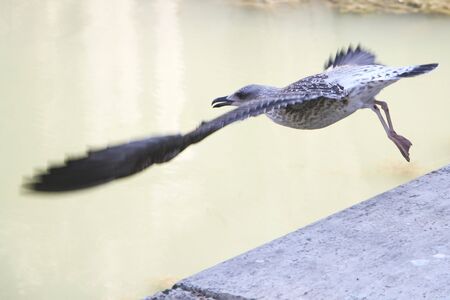 In the picture a bird on the flyの写真素材