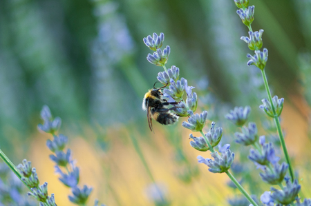 Beautiful Lavender angustifolia, lavandula in sunlight in herb garden with honey bee insectの写真素材