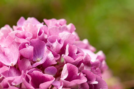 Hydrangea macrophylla flower blooming in summer in Slovenia.の写真素材