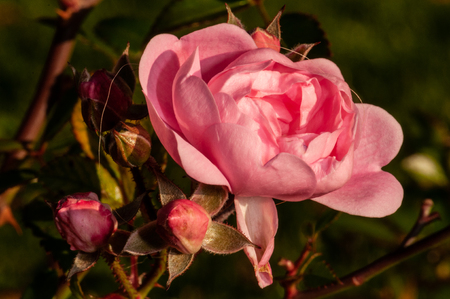 Pink roses on a green bush in garden in Slovenia.の写真素材
